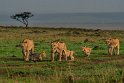 082 Masai Mara, leeuwen
